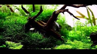 Aquascape Wallpaper Top Background