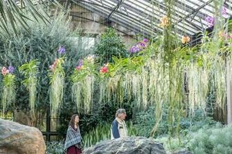 Of These Diva Plants Fill Longwood Gardens Orchid