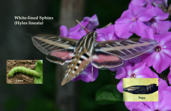 Sphinx Moths Wallpaper