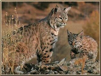 Animal Bobcat Wallpaper