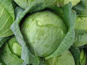 Cabbage Wallpaper High Quality