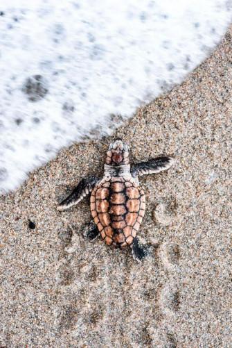 Baby Turtle Wallpaper