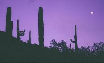 Moon Cactus