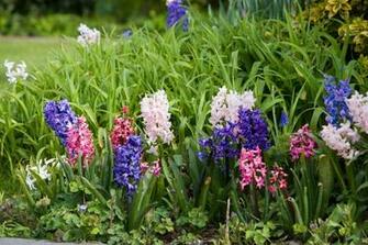 Hyacinth Wallpaper High Quality