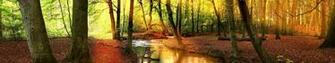 Monitor Multi Screen Multiple Trees Arbres Foret Forest Wallpaper