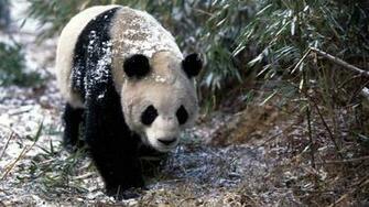 Giant Panda Wallpaper