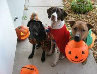 Dog Halloween Costume Photo