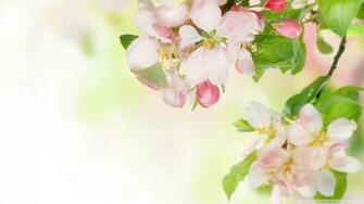 Apple Blossom Wallpaper