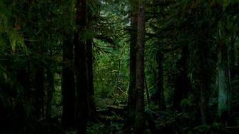 Dark Forest Wallpaper Photography