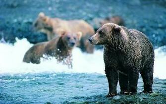 Summer Animals Bears Wallpaper