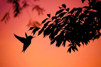 Flying Birds Wallpaper