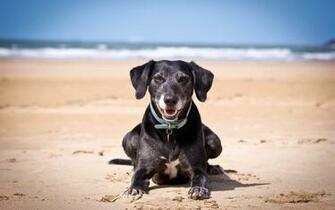Happy Dog On The Beach