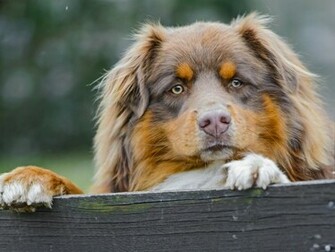 Australian Shepherd Secure Area Wallpaper And Image