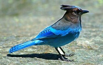 Bluebird Rock Wallpaper Photo And All