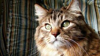 Wallpaper Norwegian Forest Cat Furry Breed