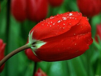 Red Rose Wallpaper HD
