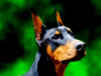Doberman Wallpaper Desktop