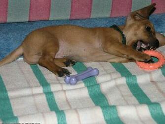 The Chihuahua Dog Desktop Wallpaper Pictures Online For Pc