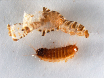 Carpet Beetle Where Do They Come From At Annetta Boucher Wallpaper