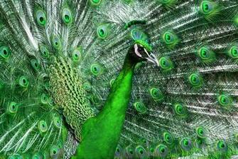 Peafowl Computer Wallpaper Desktop Background