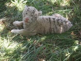 Baby Tiger White Beautiful Pictures Photos Of