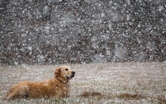 Winter Wallpaper With Dog In The Snow HD Animals