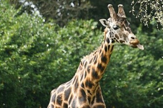 Giraffe Photos Wallpaper Desktop Background