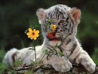 Baby White Tigers Wallpaper