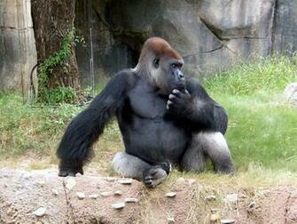 Source Url Smscs Photo Gorilla Html