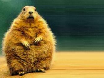 Groundhog Day Wallpaper HD Background Desktop