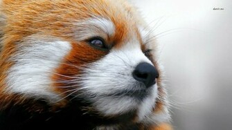 Red Panda Wallpaper Animal