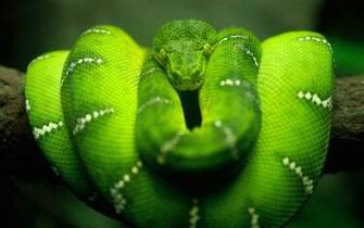 Best Wallpaper Snakes
