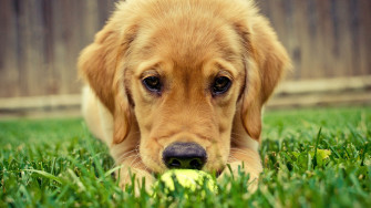 Cute Dog Laptop Full HD 1080p 4k Wallpaper Image