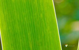 Windows Background Leaf Surface Wallpaper X