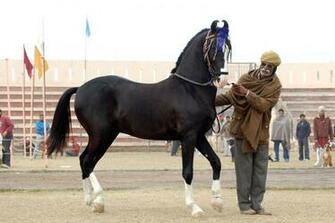 Marwari Horse Indigenous Horses Of India June