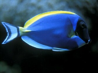 Beautiful Wallpaper Fish