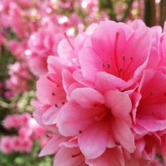 These Are The Bright Pink Azaleas That As You Can See Below Turned A