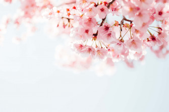 Pink Cherry Blossom Wallpaper