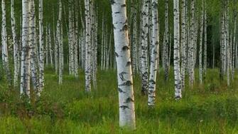 Birch Forest Wallpaper