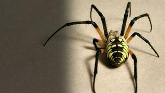Spider Live Wallpaper For Android By Lwpmaster Appszoom