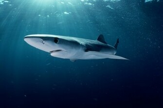 Hairstyle Qoutes Tattoo Sharks And Killer Whales Wallpaper Set