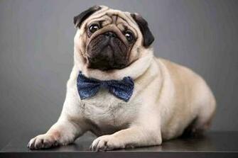 Pug Dog Image New Photos HD Wallpaper