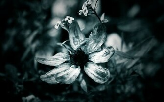 Modern Black And White Flower The Wallpaper HD