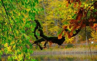 Windows Xp Autumn Wallpaper Weddingdressin