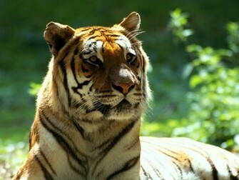 White Tiger Wide Wallpaper Desktop