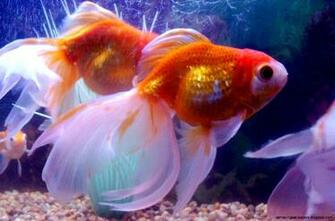 Goldfish Wallpaper Desktop Amazing