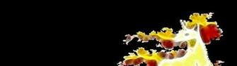 Pokemon Rapidash Black Background