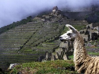 Where Is Wallpaper Llama Background