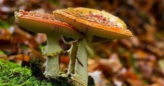 Beautiful Mushrooms 4k Ultra HD Wallpaper Ololoshenka
