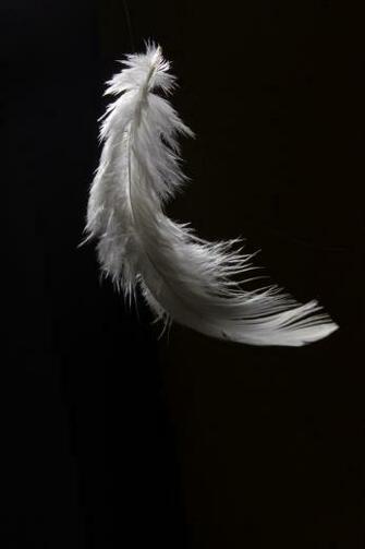 White Feather Zwarte Achtergrond Achtergronden Camlib